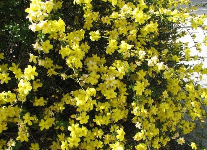 Жасмин голоцветковый желтый – jasminum nudiflorum