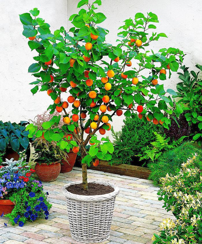 Выращивание абрикоса из косточки в домашних условиях и на даче, в грунте