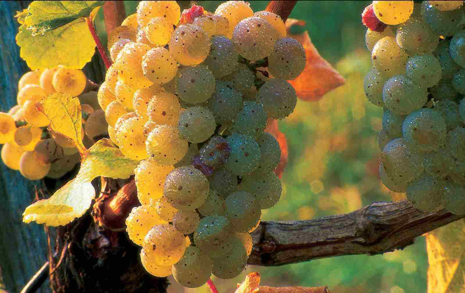 Инструкция по обработке винограда препаратом Тиовит Джет, основные свойства