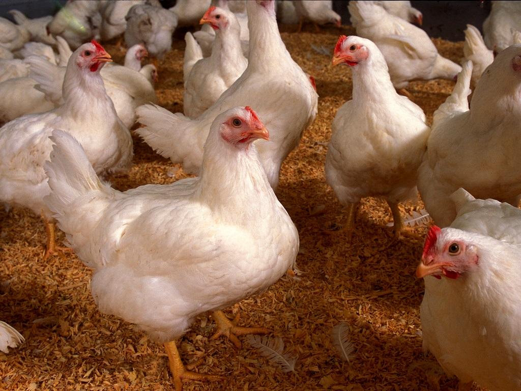 Каковы нормы кормления цыплят-бройлеров на разных этапах жизни