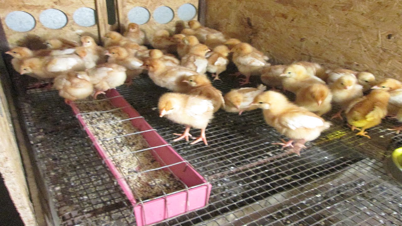 Кормление домашних цыплят в первые дни жизни
