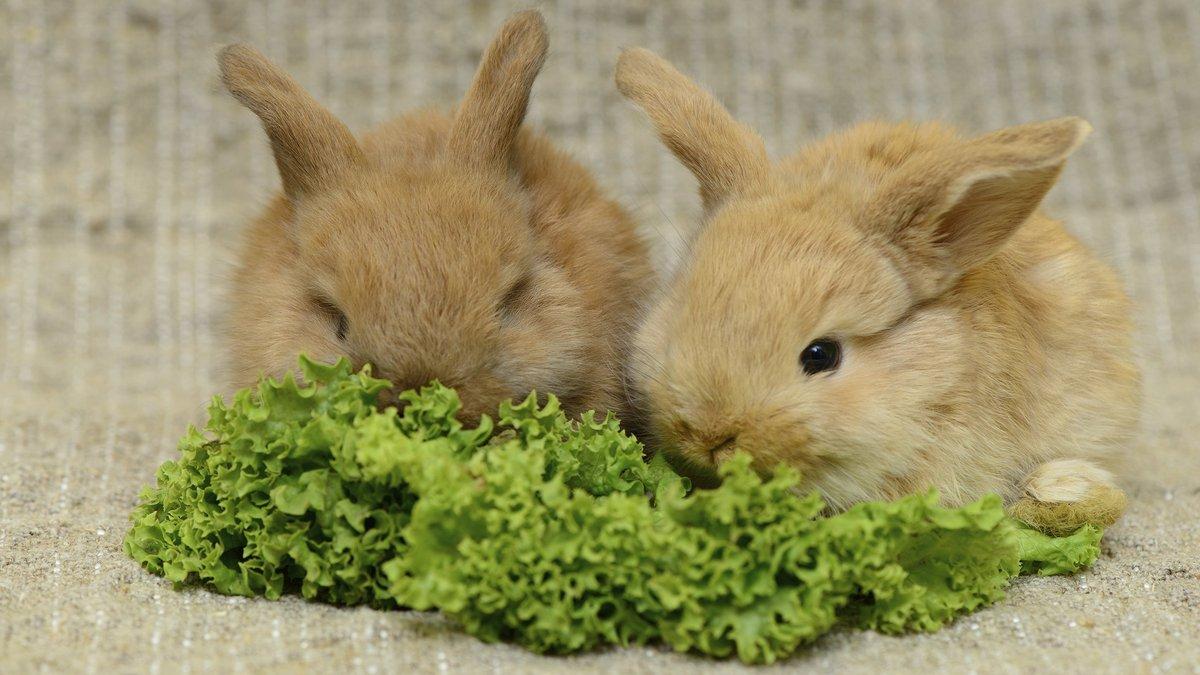 Что едят карликовые кролики