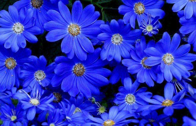 О голубой (синей) многолетней садовой ромашке: описание и характеристики,  уход