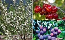 Черви в плодах сливы: причины, чем и как обрабатывать растение от вредителей