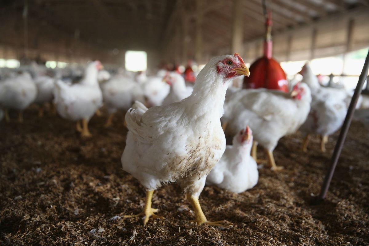 Чем лечить цыплят бройлеров: судороги у цыплят