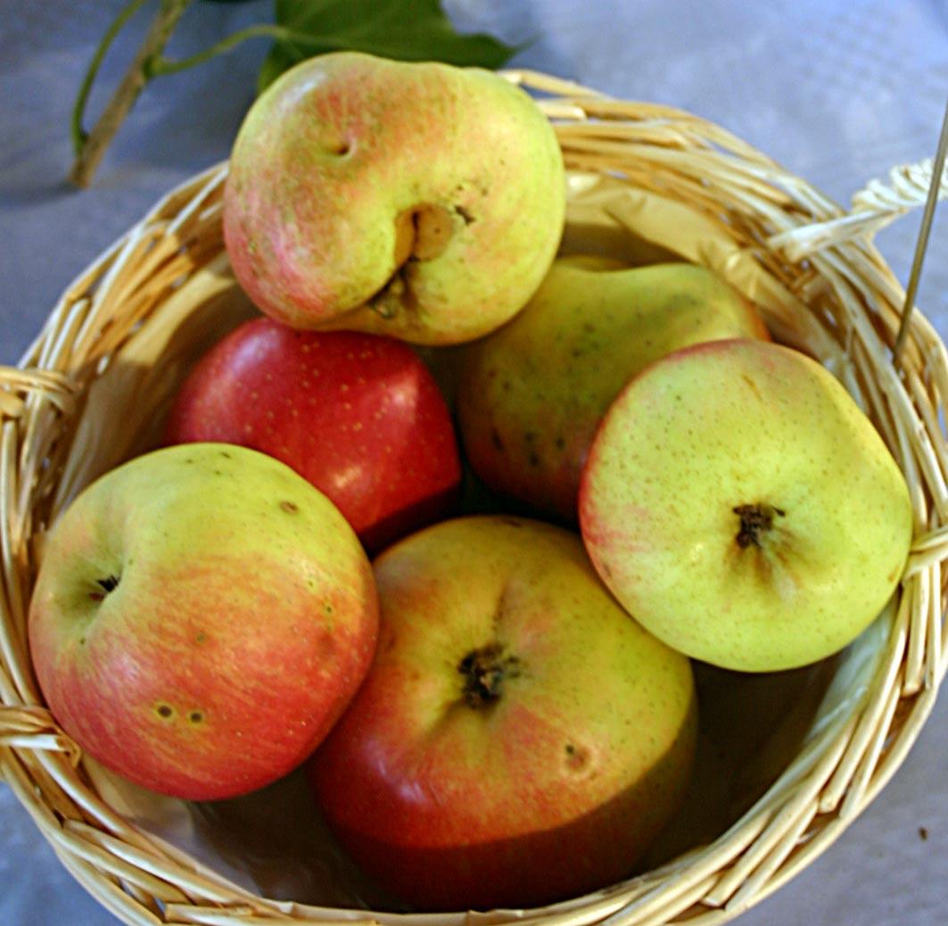 Сорт яблони Осенняя радость