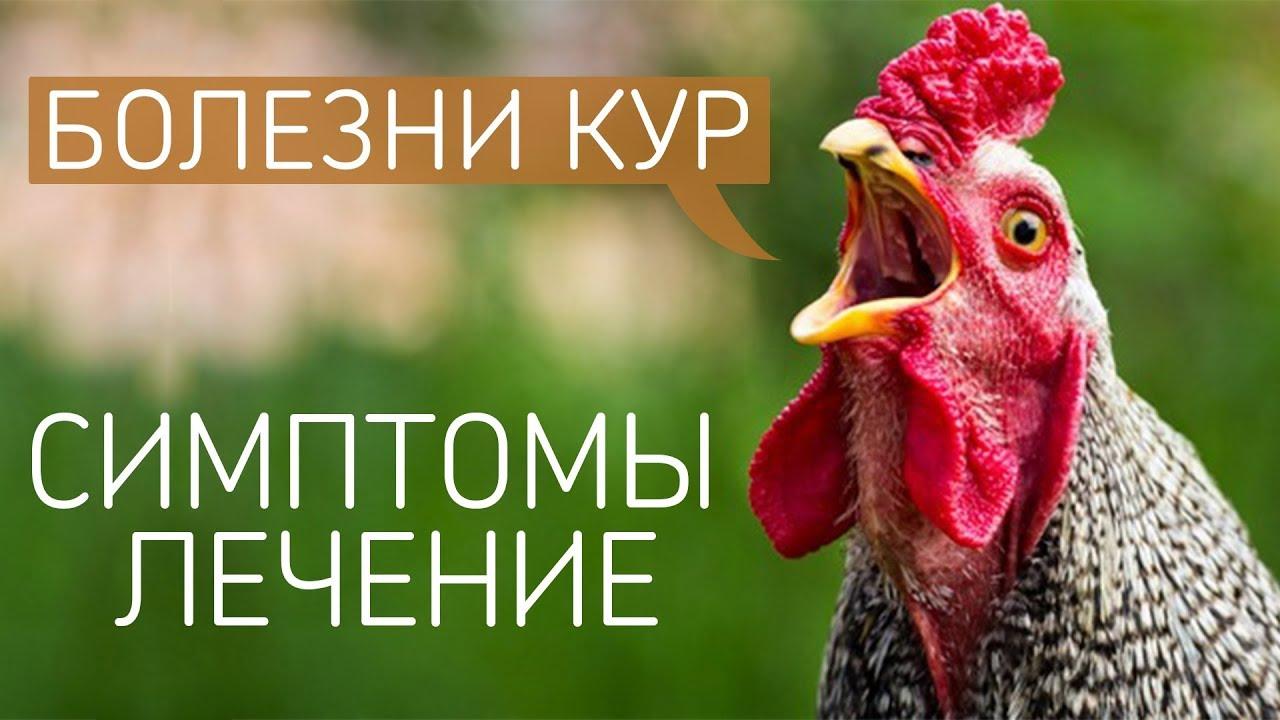 Как распознать и вылечить болезни глаз у цыплят?