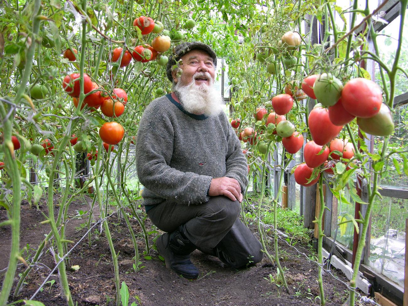 Посадка помидоров под пленку рассадой: время высаживания, правила посадки