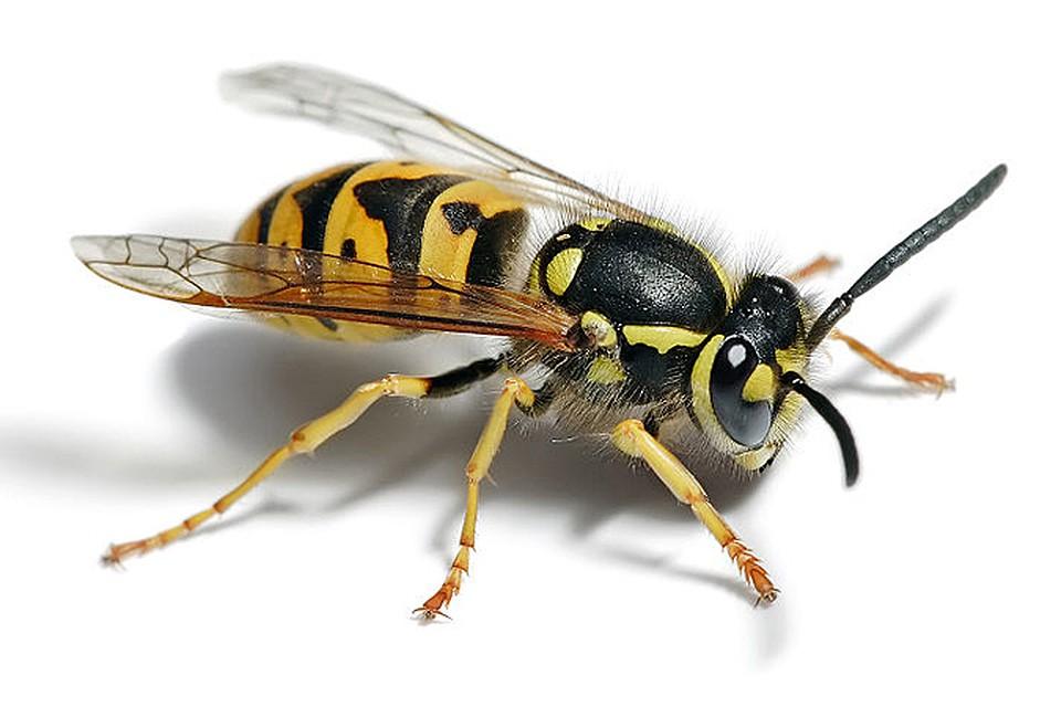 Есть ли мед у шершней, осы делают соты