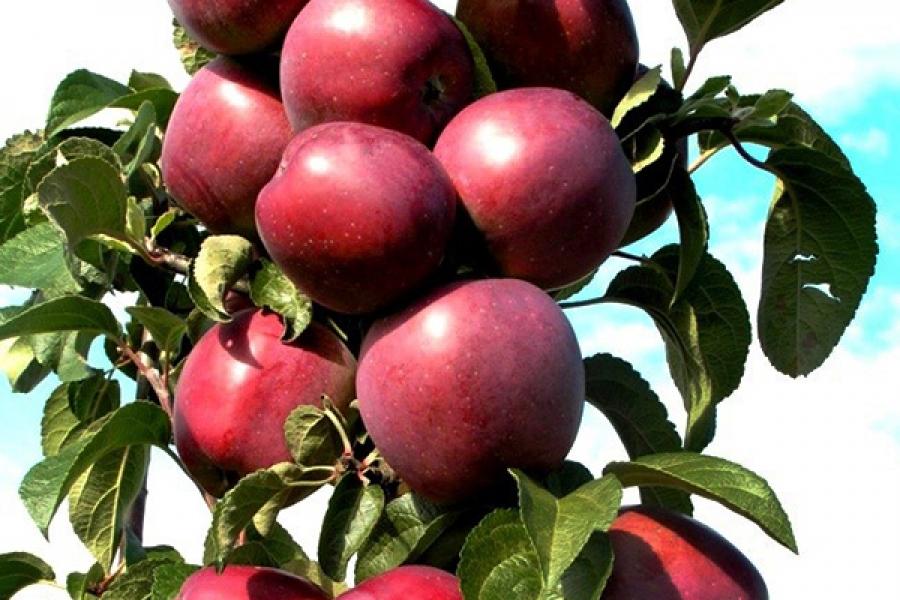 О яблоне колоновидной Созвездие: описание и характеристики сорта, посадка иуход