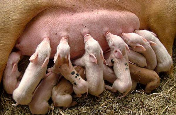 Утверждены новые правила содержания свиней и крупного рогатого скота