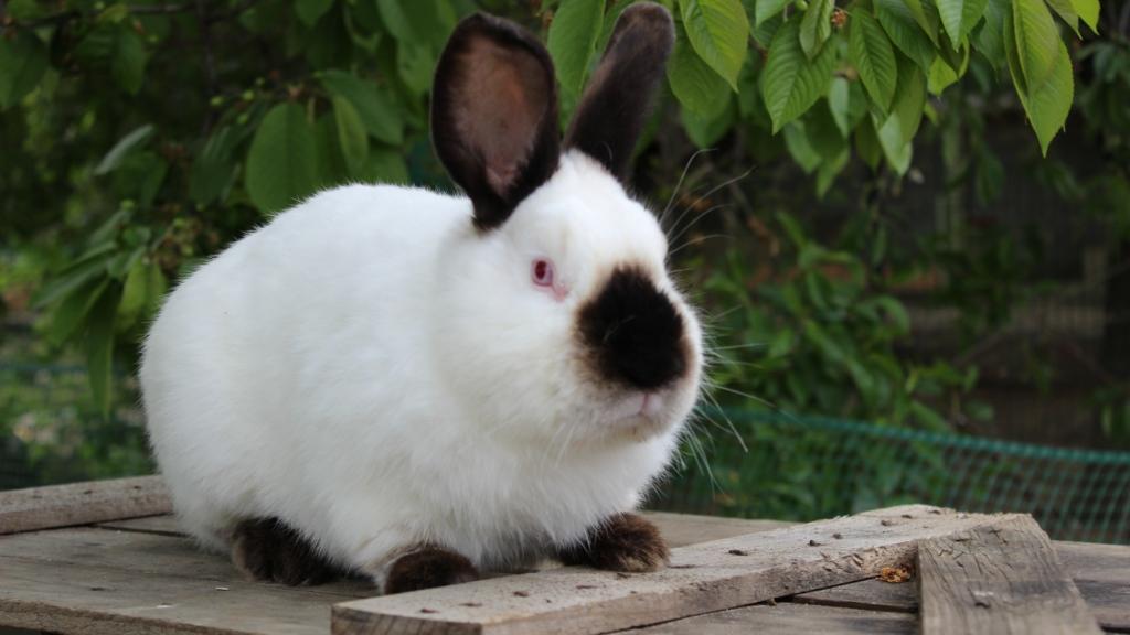 Калифорнийский кролик: описание породы, характеристика, разведение, содержание и кормление