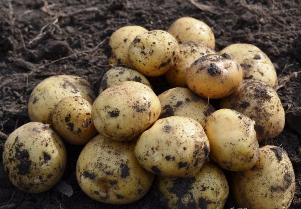 Описание сорта картофеля Джувел его характеристика и урожайность