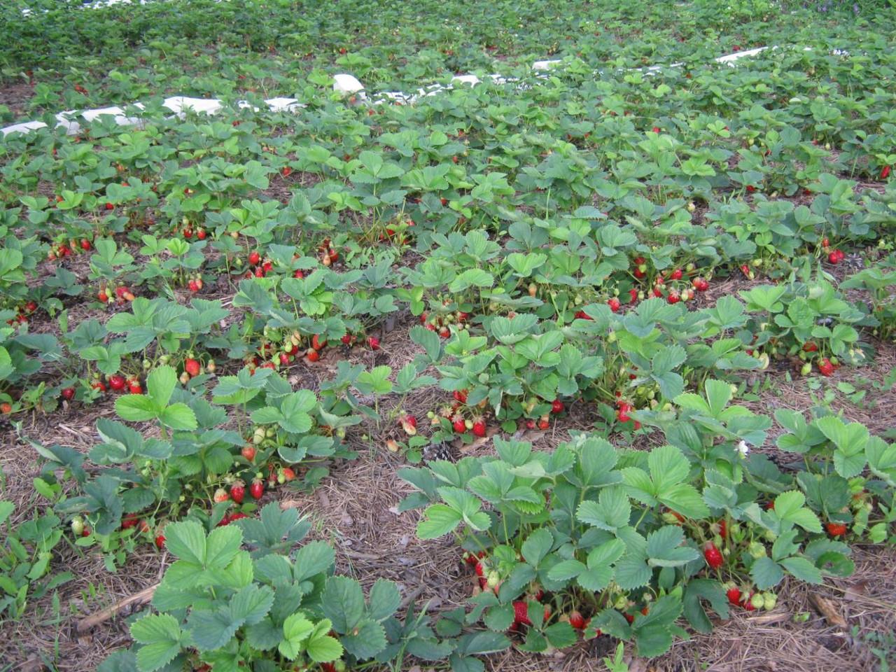 О выращивании клубники в Сибири в открытом грунте: лучшие сорта для посадки