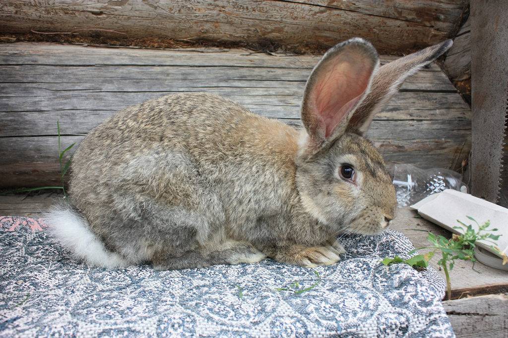 Болезни кроликов: фото, симптомы и их лечение, видео