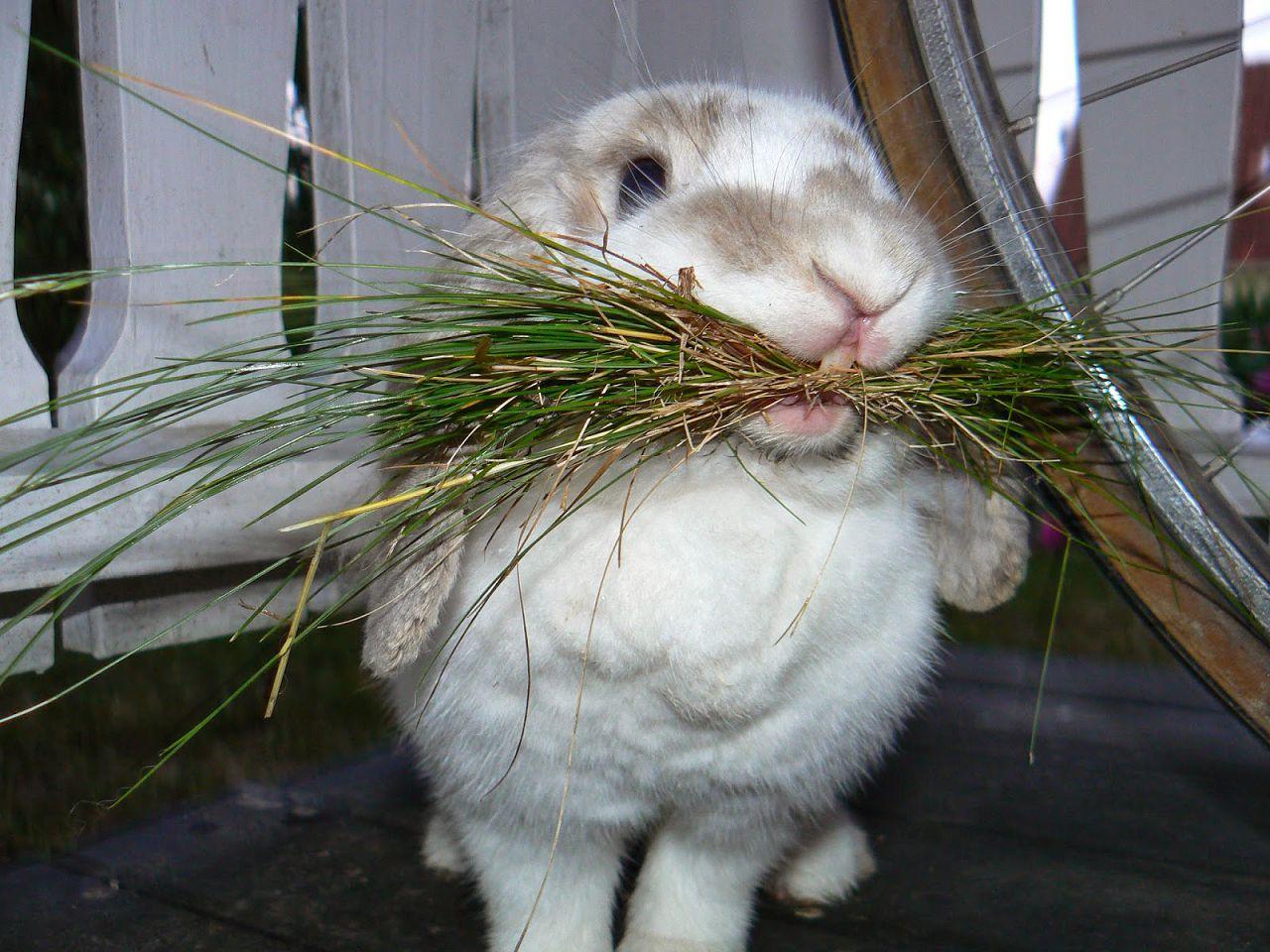 Полтавский серебристый кролик описание породы