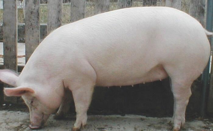 Все о породе свиней Крупная Белая: описание, характеристики, условиявыращивания