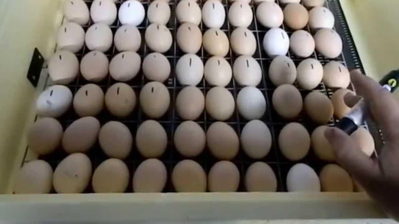 Каким концом закладывать яйца в инкубатор