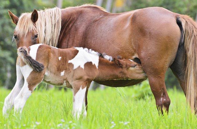 Есть ли у лошади вымя, конское молоко название