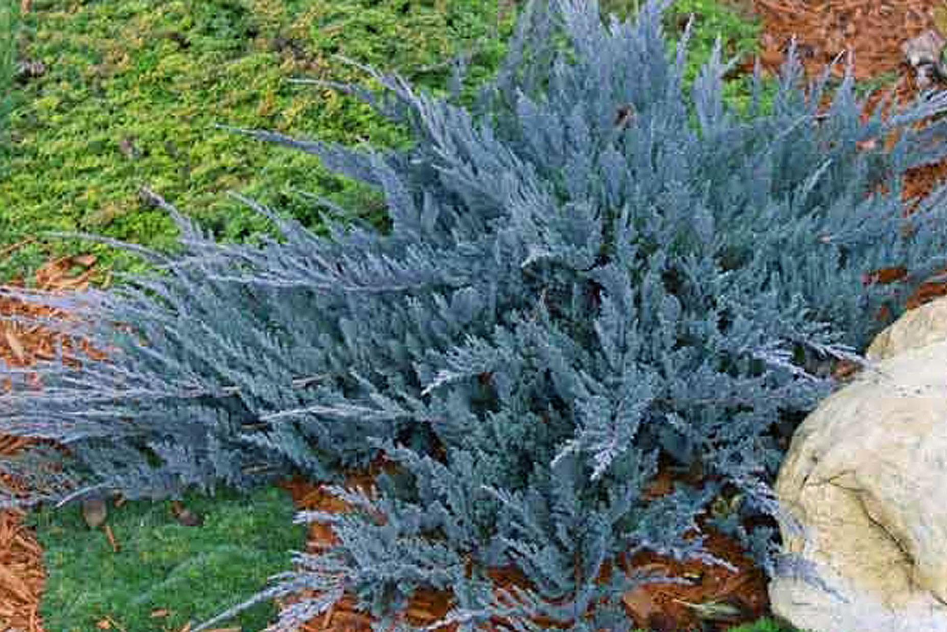 Можжевельник чешуйчатый Блю Стар (Juniperus squamata Blue Star)