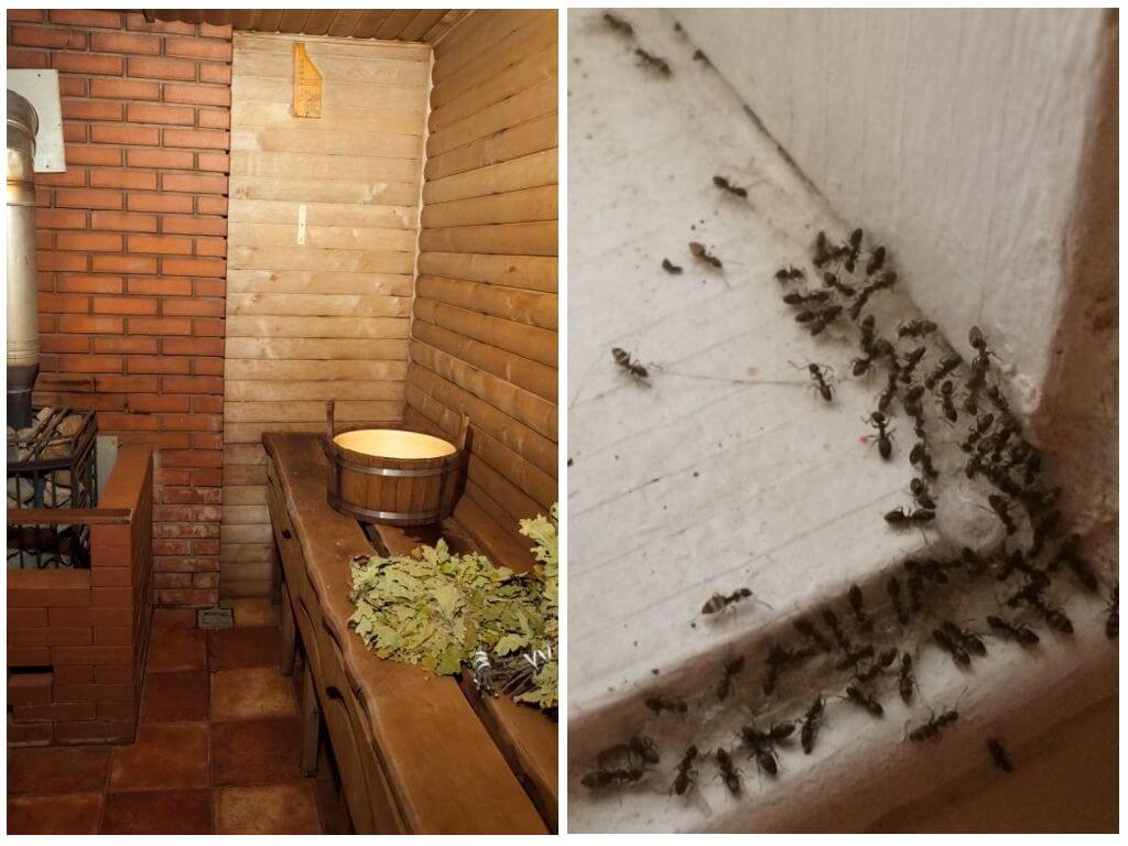 Борьба с муравьями в доме. Насекомые в бане. Баня короед. От муравьев в бане. Крупные муравьи в бане.