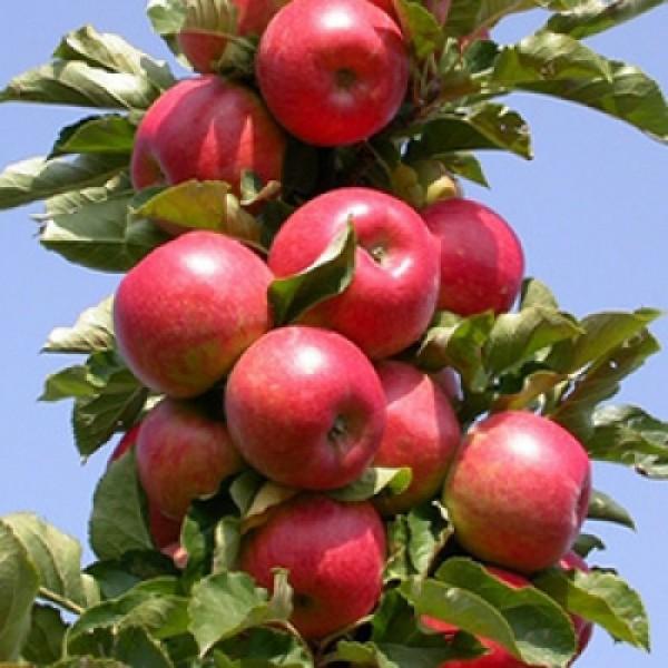 О яблоне колоновидной Останкино: описание и характеристики сорта, посадка иуход