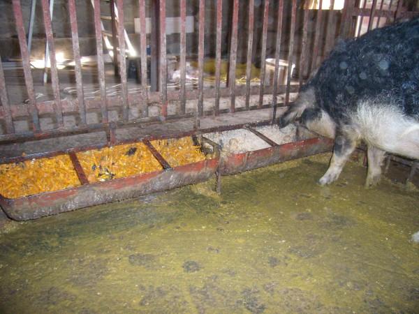 Комбикорм для свиней: состав свиного корма согласно ГОСТ