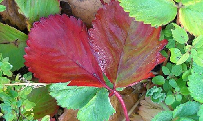 Листья клубники краснеют и появляются пятна — что делать?