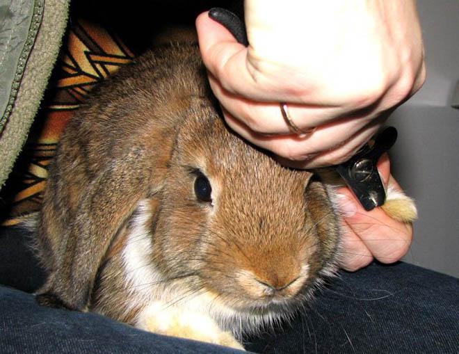 Как подстричь когти кролику? Как правильно их подстригать кролику в домашних условиях? Как часто нужно стричь? Инструкция по стрижке когтей
