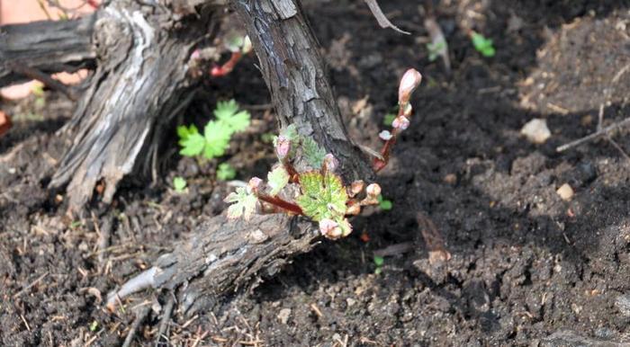 Виноградные почки не просыпаются, а что делать, если черенки винограда начали прорастать слишком рано?
