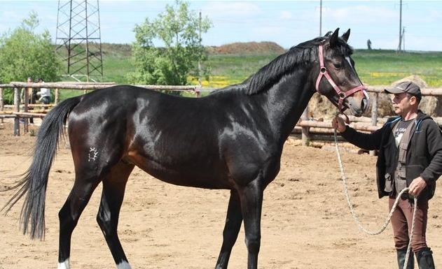 Тракененская порода лошадей: характеристика и фото