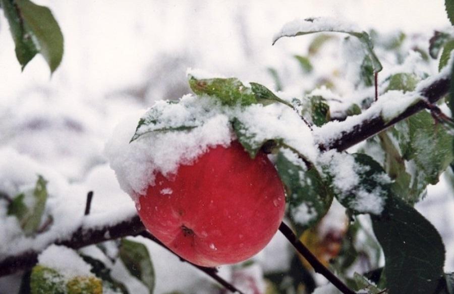 Как вылечить яблоню после заморозков, подмерзании