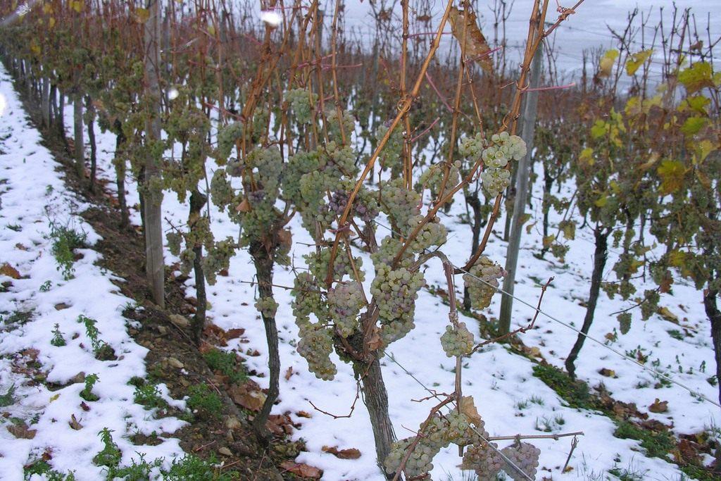 как виноград оставлять на зиму