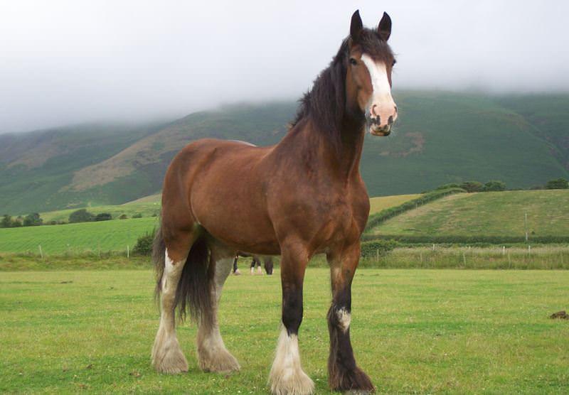 О лошади шайр: английская порода тяжелоупряжных лошадей, описание,характеристики
