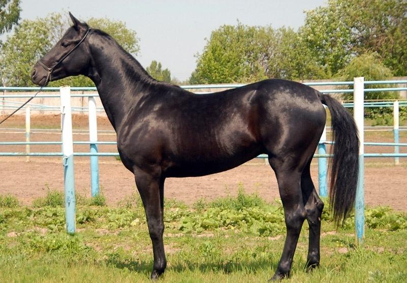 Тракененская порода лошадей: характеристика и фото