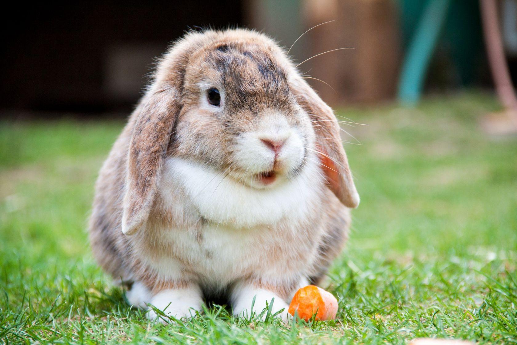 Сколько декоративный кролик может прожить без воды: основные факторы