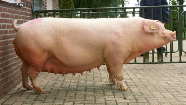Все о породе свиней Крупная Белая: описание, характеристики, условиявыращивания