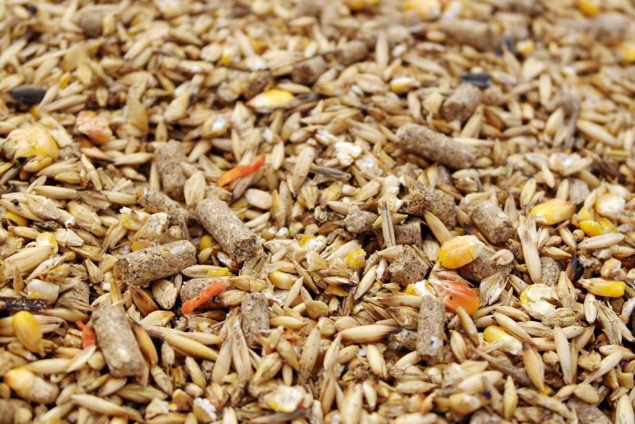 Как правильно прорастить пшеницу для кур в домашних условиях и с какого возраста можно давать