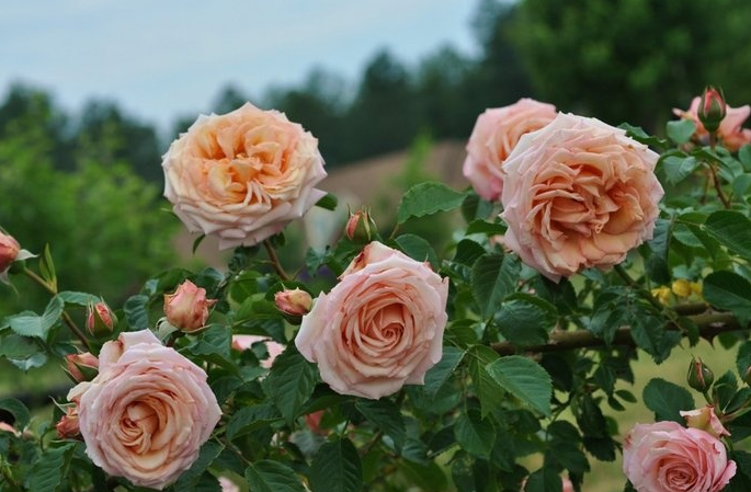 Роза Барок 22 фото описание плетистого сорта роз из питомника Тантау отзывы