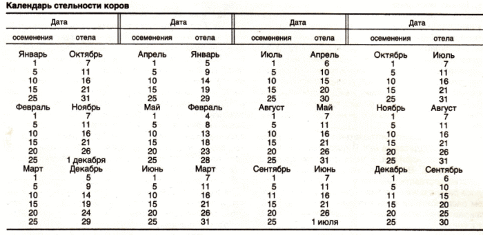 Календарь стельности и отела коровы по дате осеменения (сроки, таблица,  график)