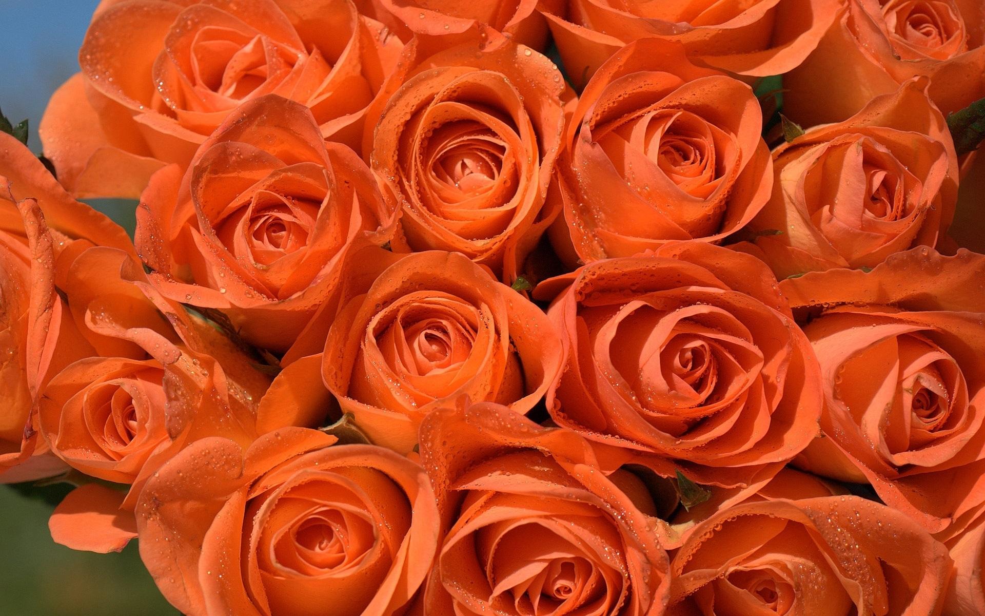 Роза Эквадор оранжевая сорт