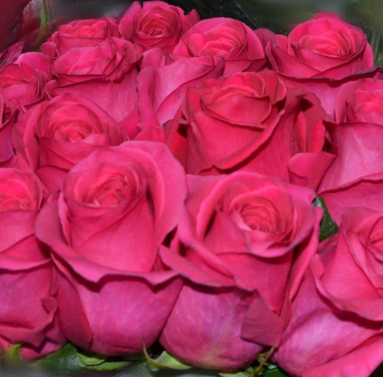 Розовые розы сорта названия. Сорт роз Пинк Флойд. Сорт Пинк Флойд.