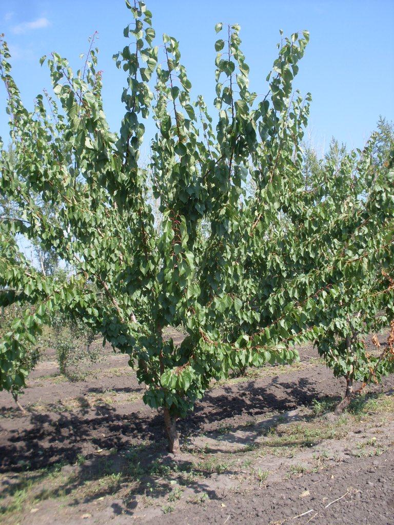 Абрикос краснощекий фото дерева взрослого