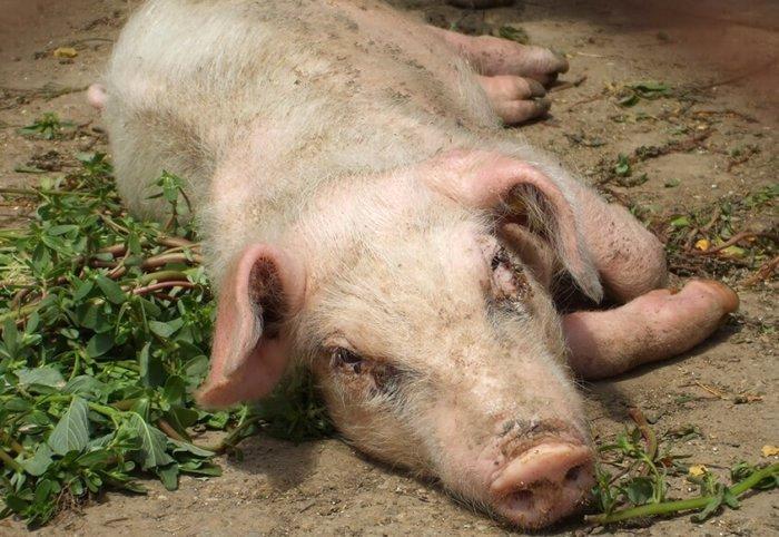 Вши у свиней — быстрые способы лечения