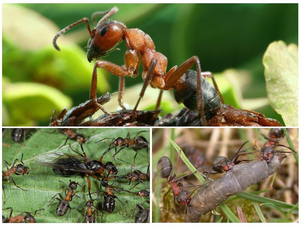 Тля рыжий муравей тип биотических отношений. Рыжий Лесной муравей Муравейник. Рыжий Лесной муравей матка. Муравьи листорезы гнездо. Муравьи листорезы.