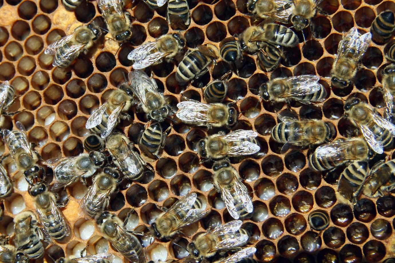Виды маточников у пчел фото