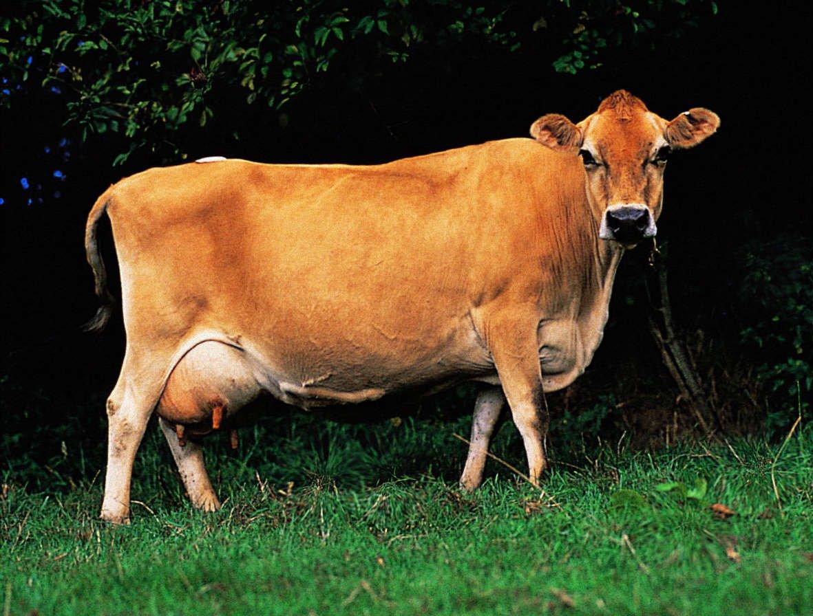 О молочных породах коров (характеристики и факторы, влияющие напродуктивность)