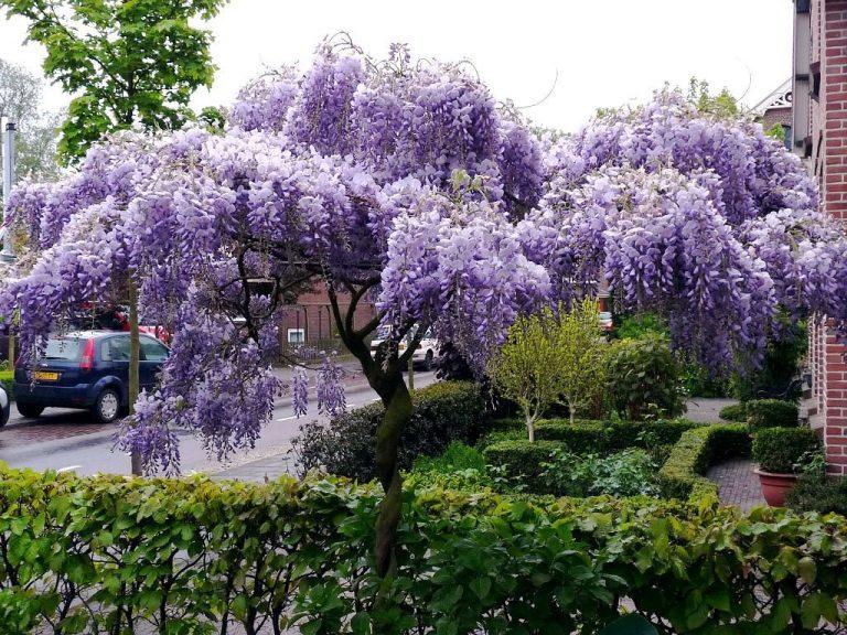 Цветение глицинии в японии фото