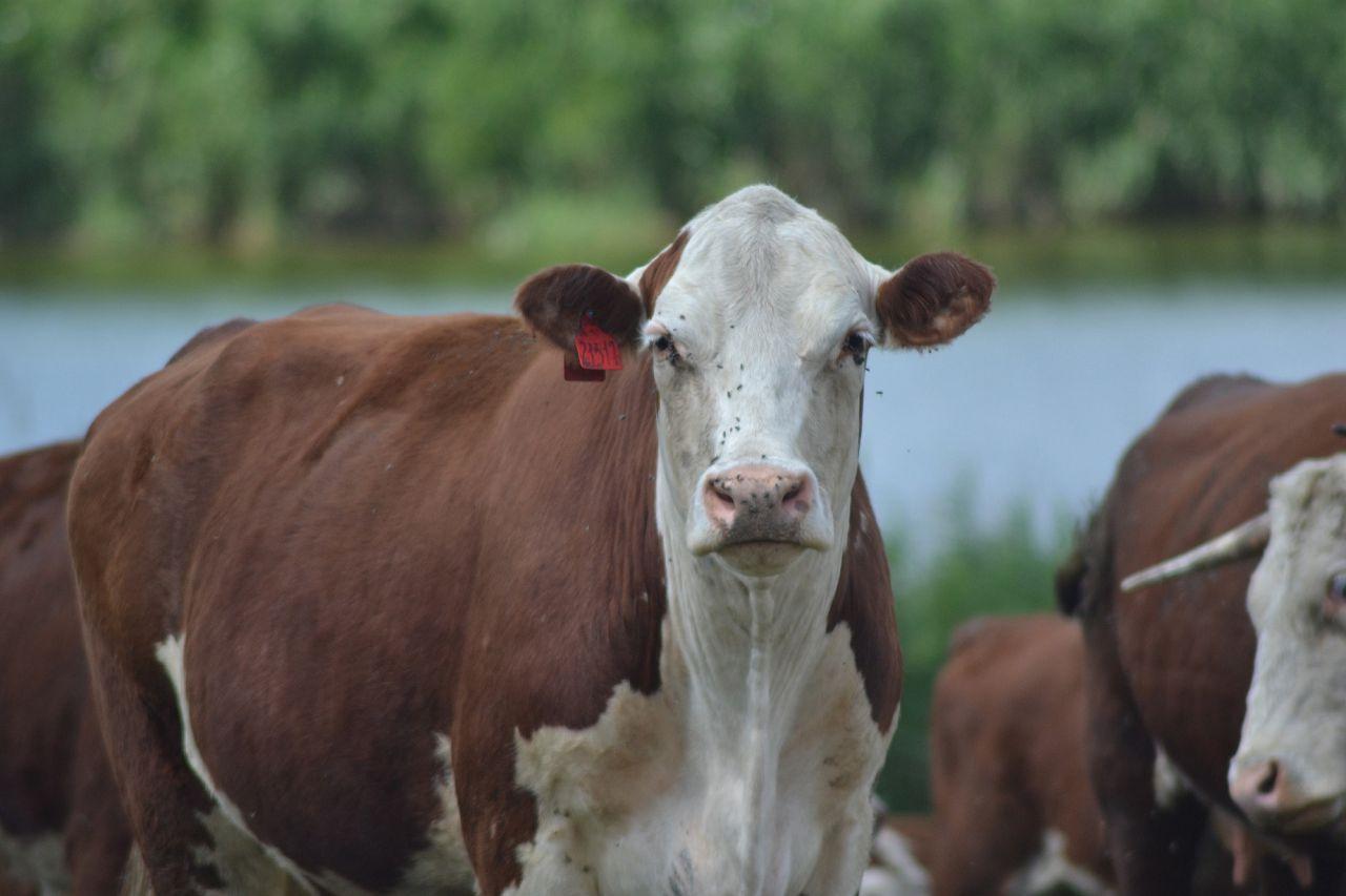 Герефордская порода коров: характеристика, описание, особенности