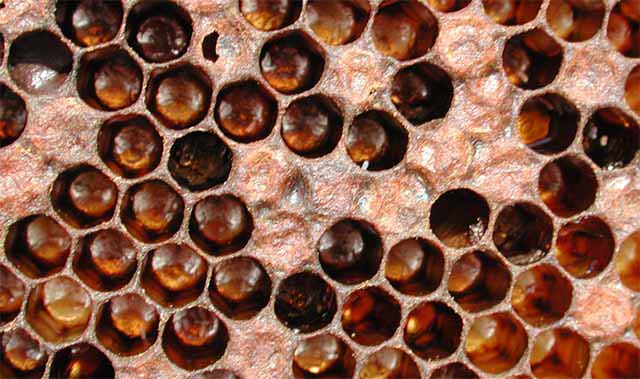 Гнилец у пчел – разновидности, признаки, как лечить